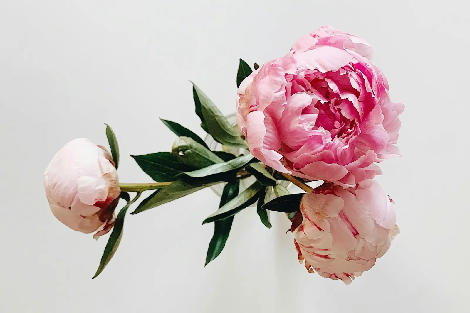 A peony stem on a white background